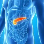 The endocrine system